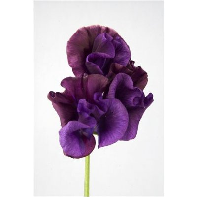 Lathyrus Purper Cape