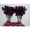 Lathyrus Purple