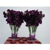Lathyrus Purple