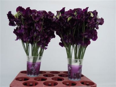 Lathyrus Purple