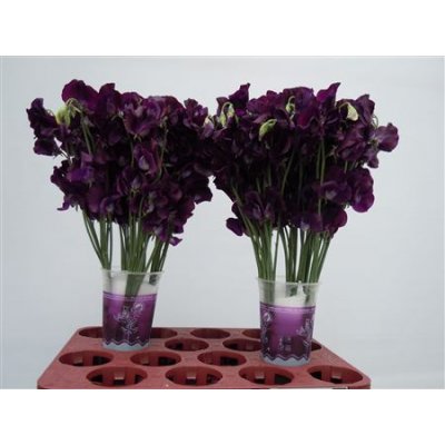Lathyrus Purple