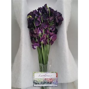 Lathyrus Purple Box
