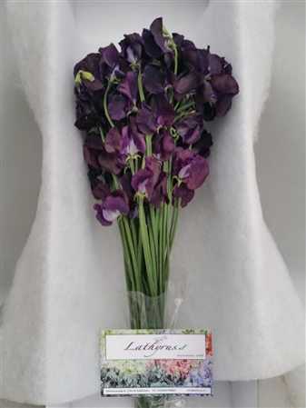 Lathyrus Purple Box