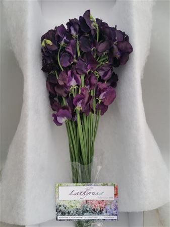Lathyrus Purple Box