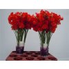 Lathyrus Red