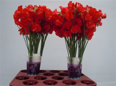 Lathyrus Red