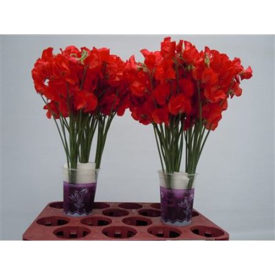 Lathyrus Red