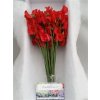 Lathyrus Red Box