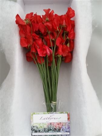 Lathyrus Red Box