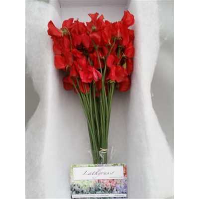Lathyrus Red Box