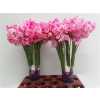 Lathyrus Rose Wedding