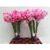 Lathyrus Rose Wedding