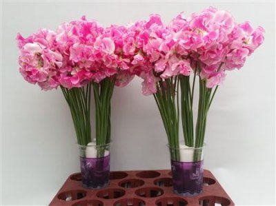 Lathyrus Rose Wedding