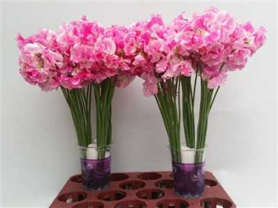 Lathyrus Rose Wedding
