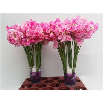 Lathyrus Rose Wedding