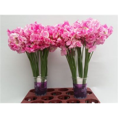 Lathyrus Rose Wedding