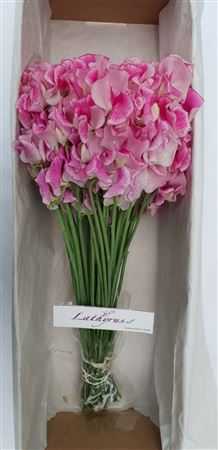 Lathyrus Rose Wedding Box