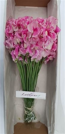 Lathyrus Rose Wedding Box