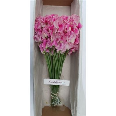 Lathyrus Rose Wedding Box