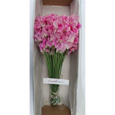 Lathyrus Rose Wedding Box