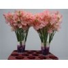 Lathyrus Salmon