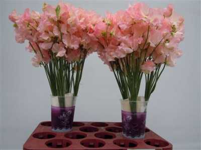 Lathyrus Salmon