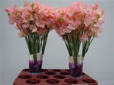Lathyrus Salmon