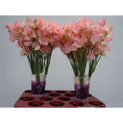 Lathyrus Salmon