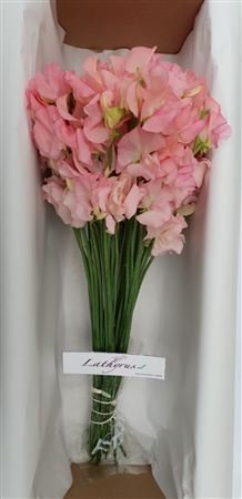 Lathyrus Salmon Box