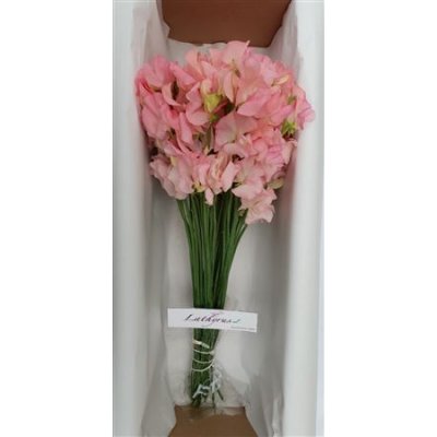 Lathyrus Salmon Box