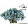 Lathyrus Vip Blue