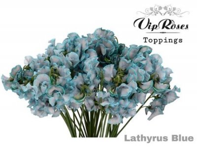 Lathyrus Vip Blue