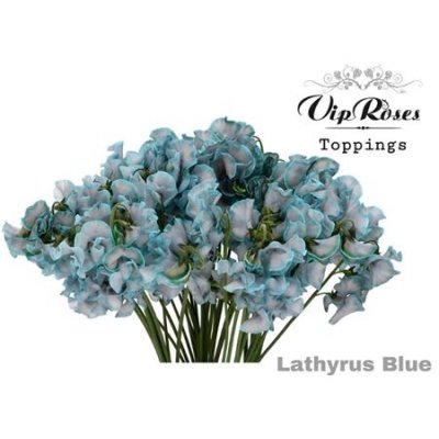 Lathyrus Vip Blue