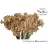 Lathyrus Vip Brownies