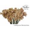 Lathyrus Vip Brownies
