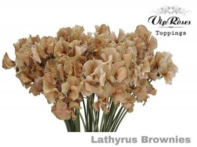 Lathyrus Vip Brownies