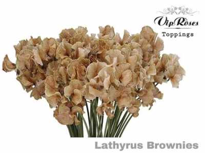 Lathyrus Vip Brownies