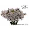 Lathyrus Vip Grey
