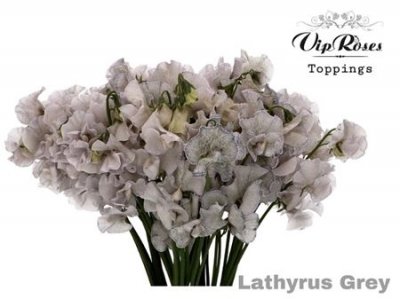 Lathyrus Vip Grey