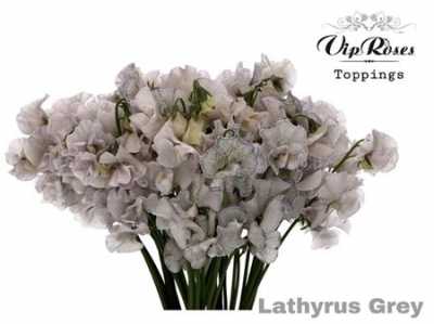 Lathyrus Vip Grey