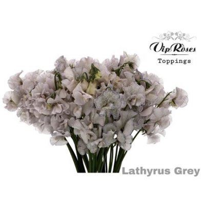 Lathyrus Vip Grey