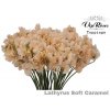 Lathyrus Vip Soft Caramel