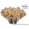 Lathyrus Vip Soft Caramel