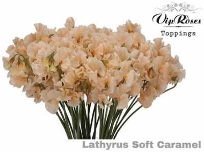 Lathyrus Vip Soft Caramel