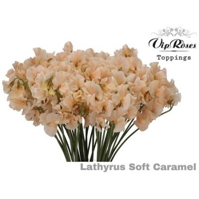 Lathyrus Vip Soft Caramel
