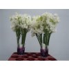 Lathyrus White