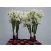 Lathyrus White