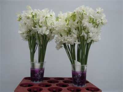 Lathyrus White