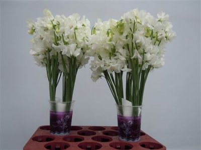 Lathyrus White