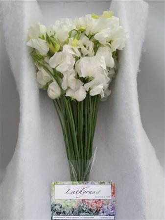 Lathyrus White Box